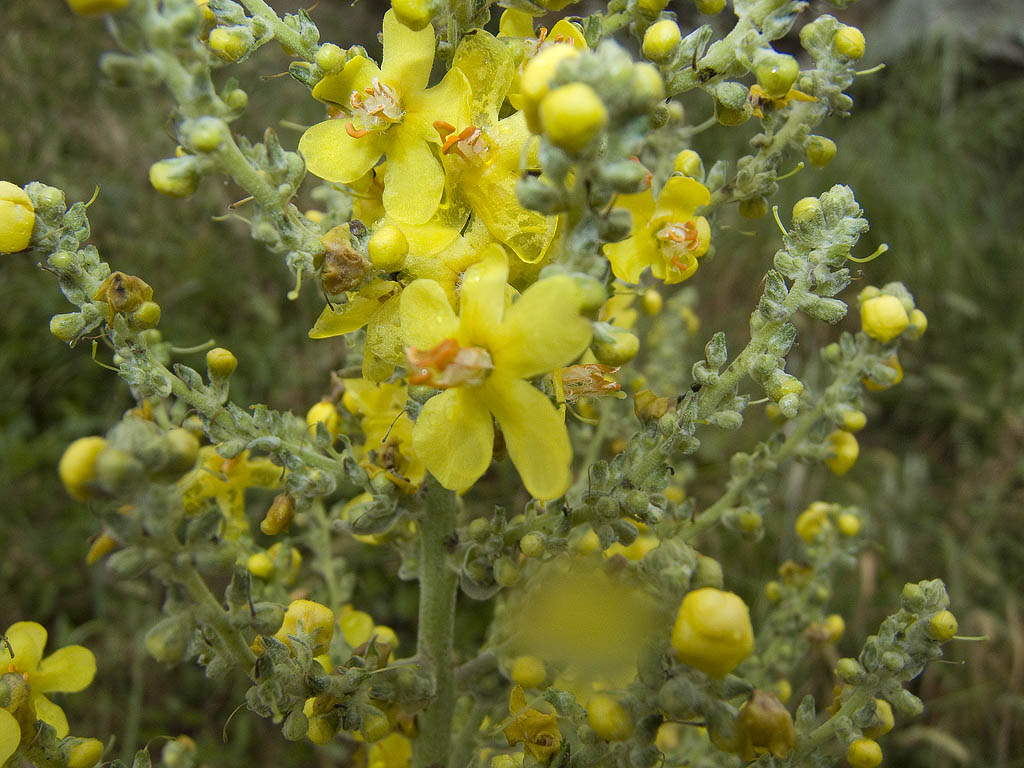 Verbascum pulverulentum